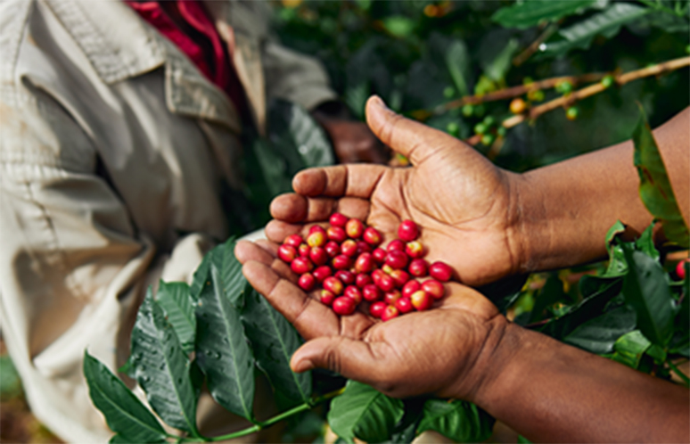 African worker is gathering coffee beans on plantation in bushy wood